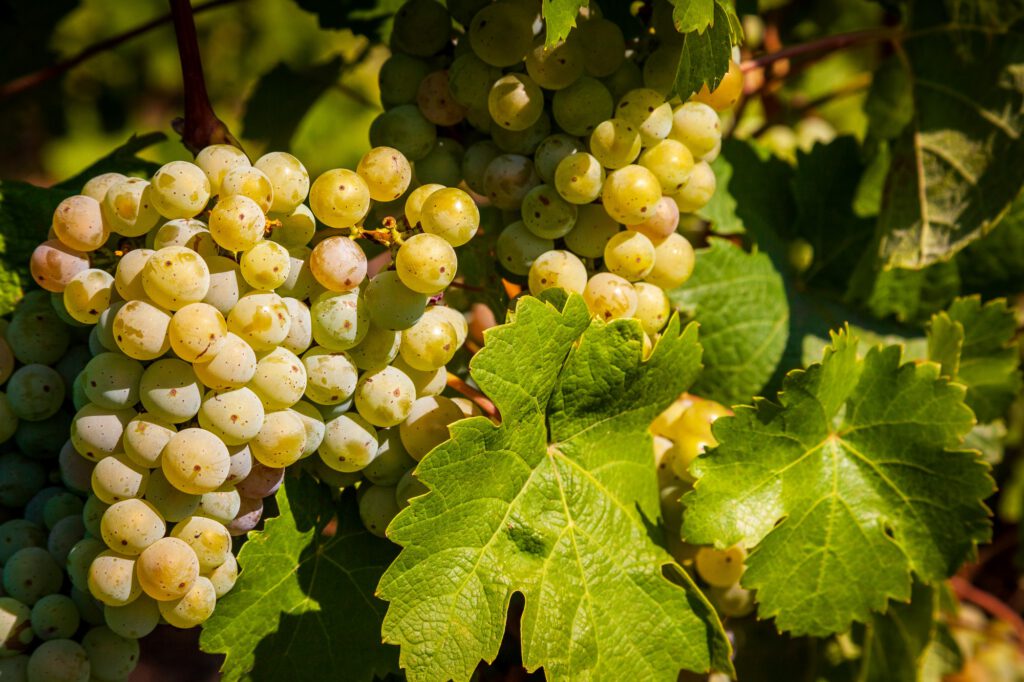 Meißen Wein Fotowettbewerb