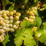 Meißen Wein Fotowettbewerb